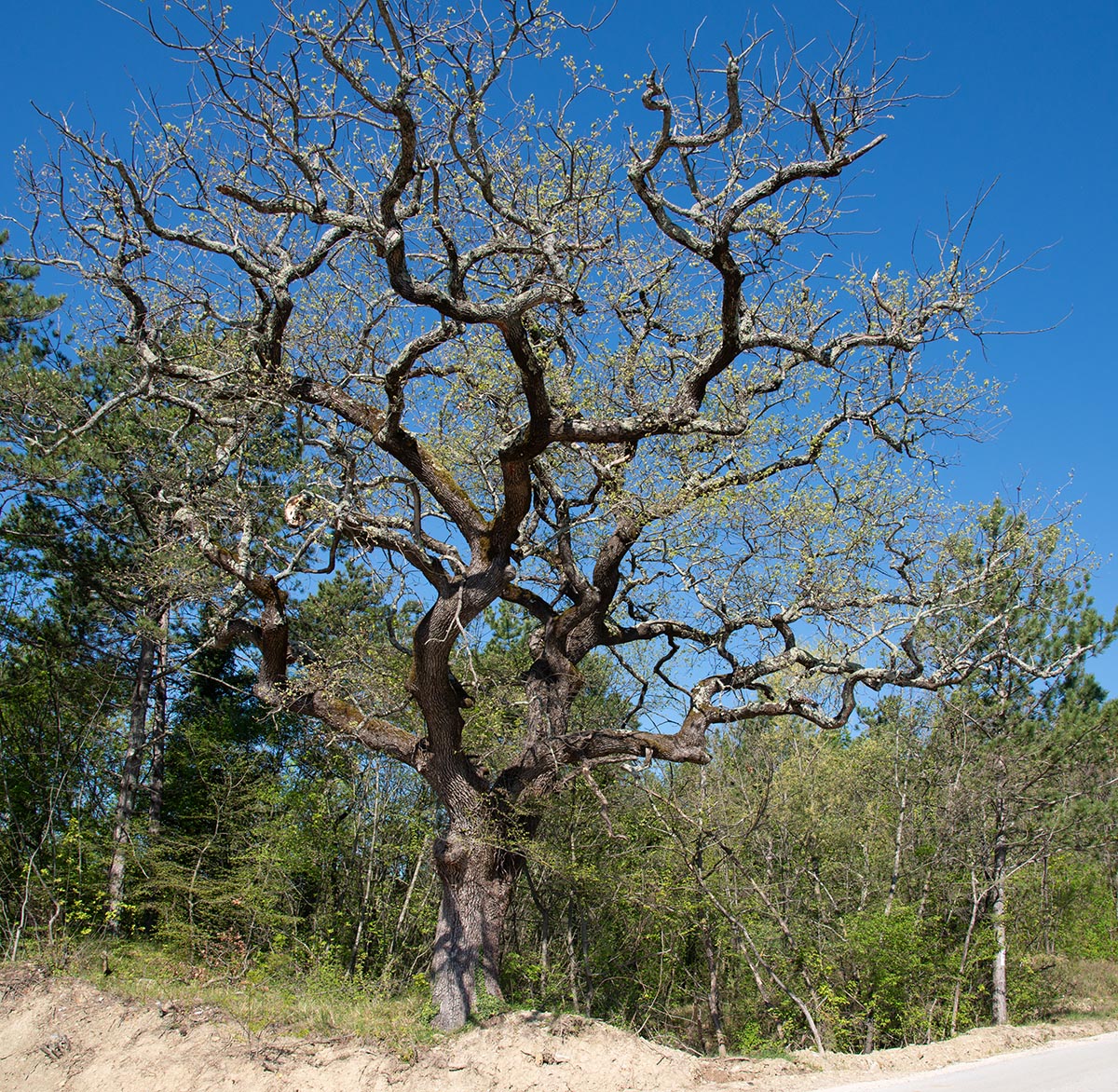 alter Baum